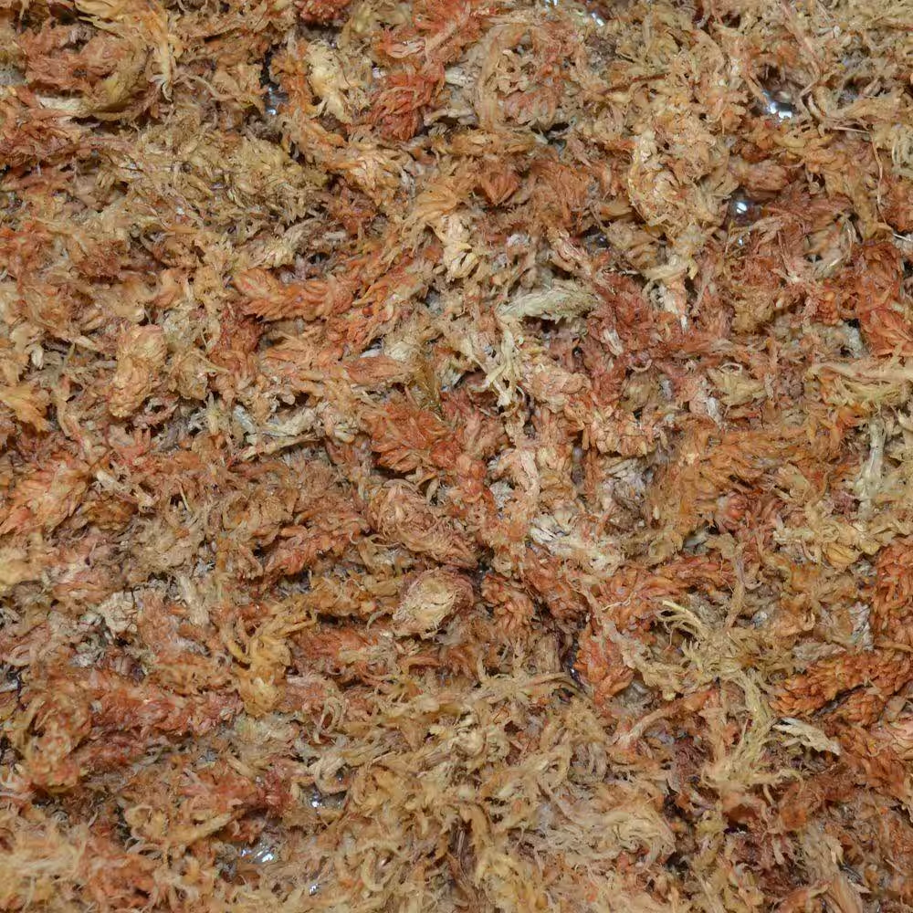 1/8 Cu. Ft. Premium Grade Orchid Moss (2-Pack)