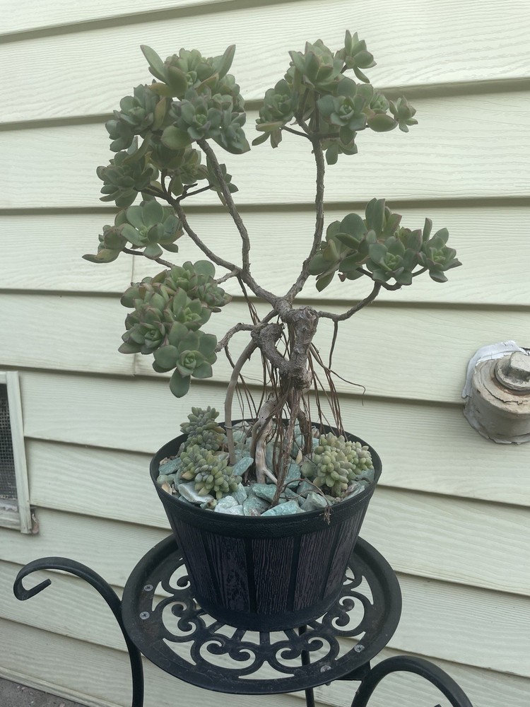 Bonsai Tree Aeonium Haworthia Tree Ship With Bare Rooted