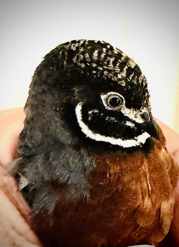 20 Button Quail Hatching Eggs Multiple Colors