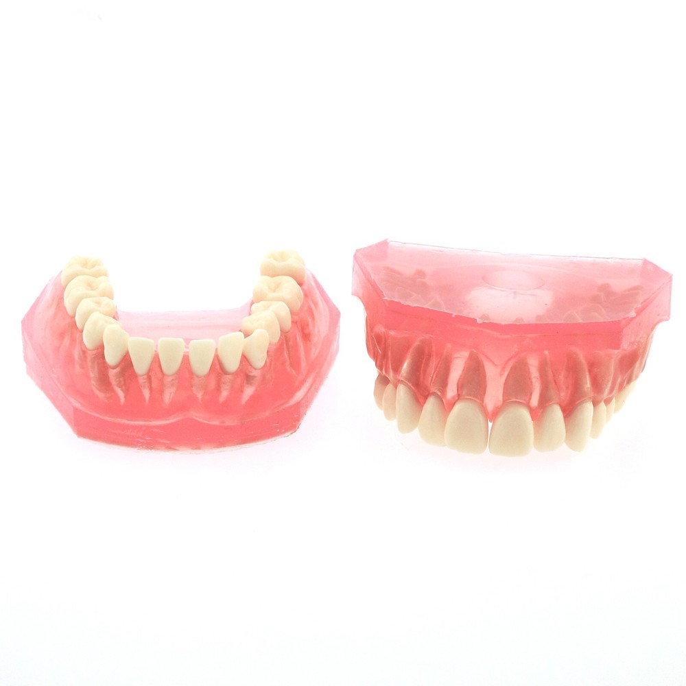 Dental Typodont Demo Soft Gum Gingiva 28Pcs Teeth Model Study Removable Training