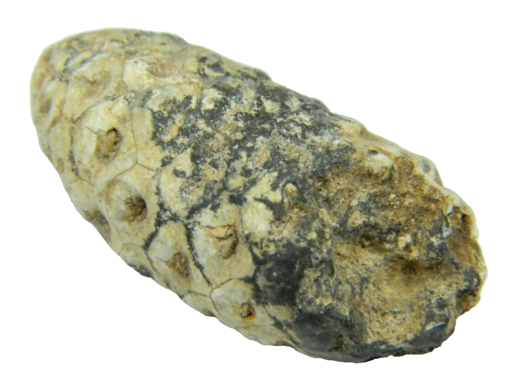 Fossil Seed (PINE) Cone Morocco 1.60 inch - 17.37 grams