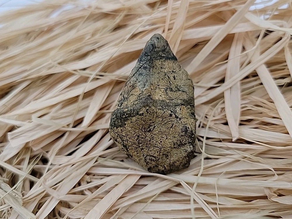 Triceratops Fossil Tooh Permineralized