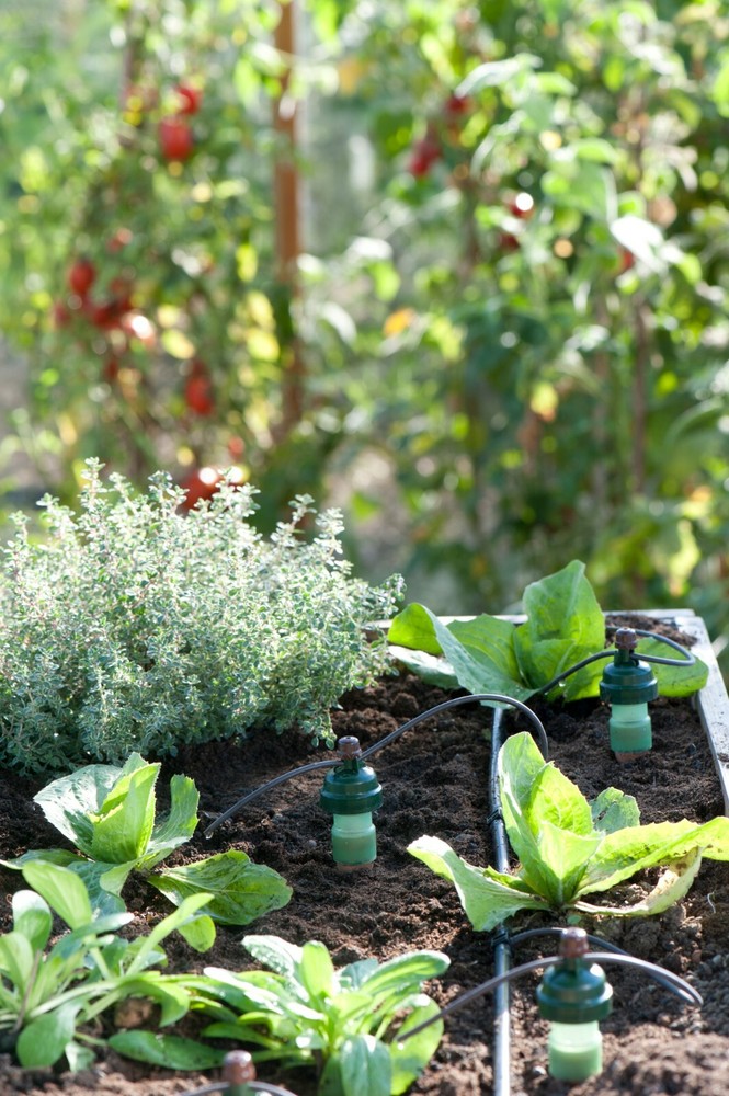 Blumat Medium Deluxe Gravity Kit - Automatic Irrigation for Up to 12 Plants