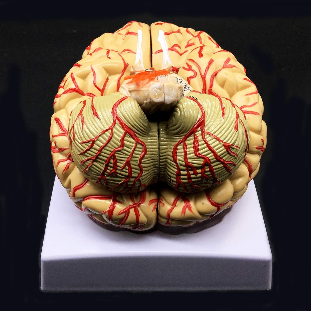 Human Brain Model, Anatomically Accurate Brain Model 8-Part Human Brain Anato...