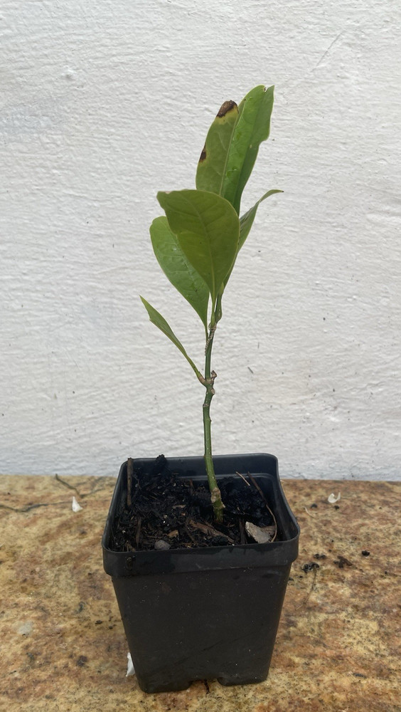 Coco Magnolia live plant