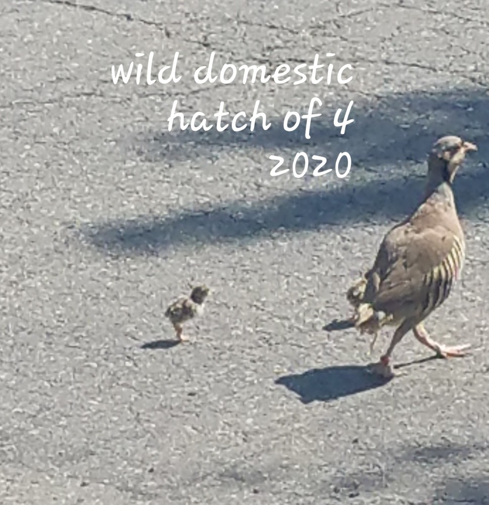Chukar Partridge Hatching Eggs 6 Total