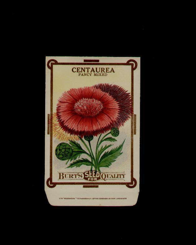 1910's BURT'S CENTAUREA ANTIQUE LITHO SEED PACKET ~L@@K~