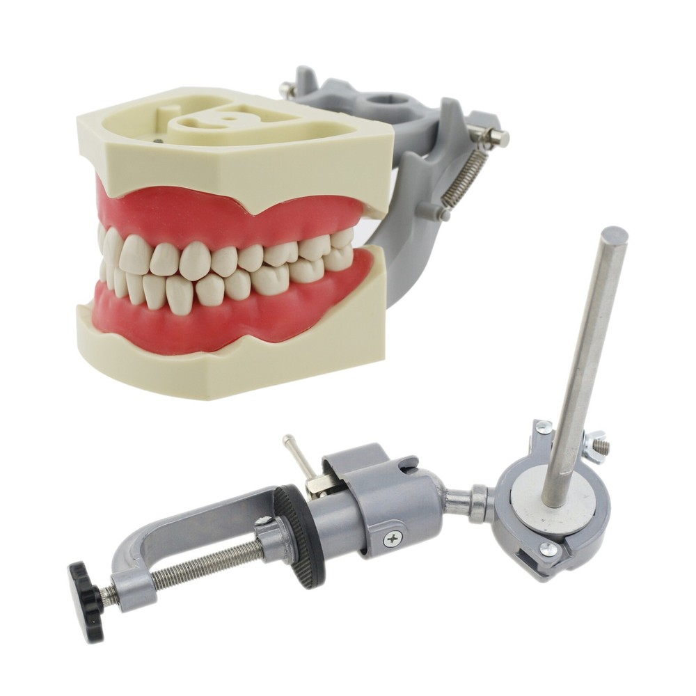 US Columbia Dentoform 860 Type Dental Typodont Model & 32pcs Removable Teeth
