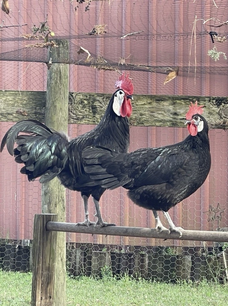 White Faced Black Spanish Hatching Eggs 6+ LF NPIP Certified