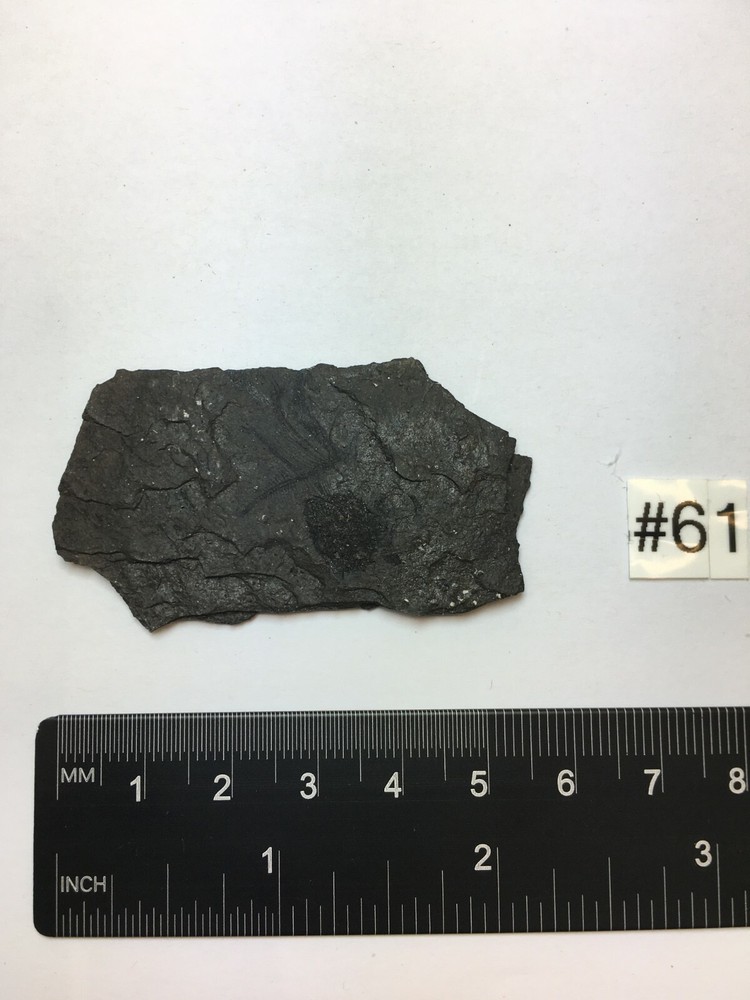 FOSSIL FISH ARGYROPELECUS