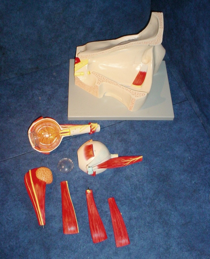 Altay Scientific Eye with Orbit Model - 5 Times Normal Size #6