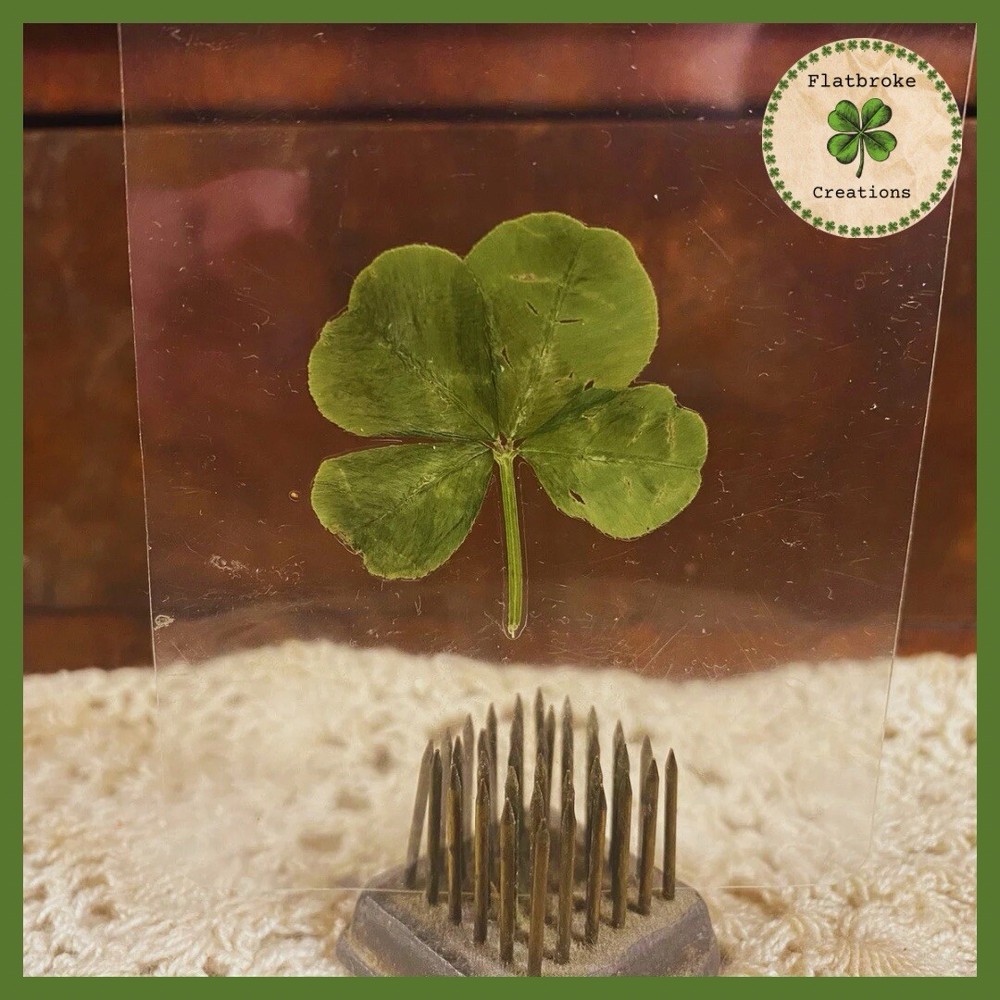 🍀Real Laminated Four Leaf Clover🍀 Shamrock
