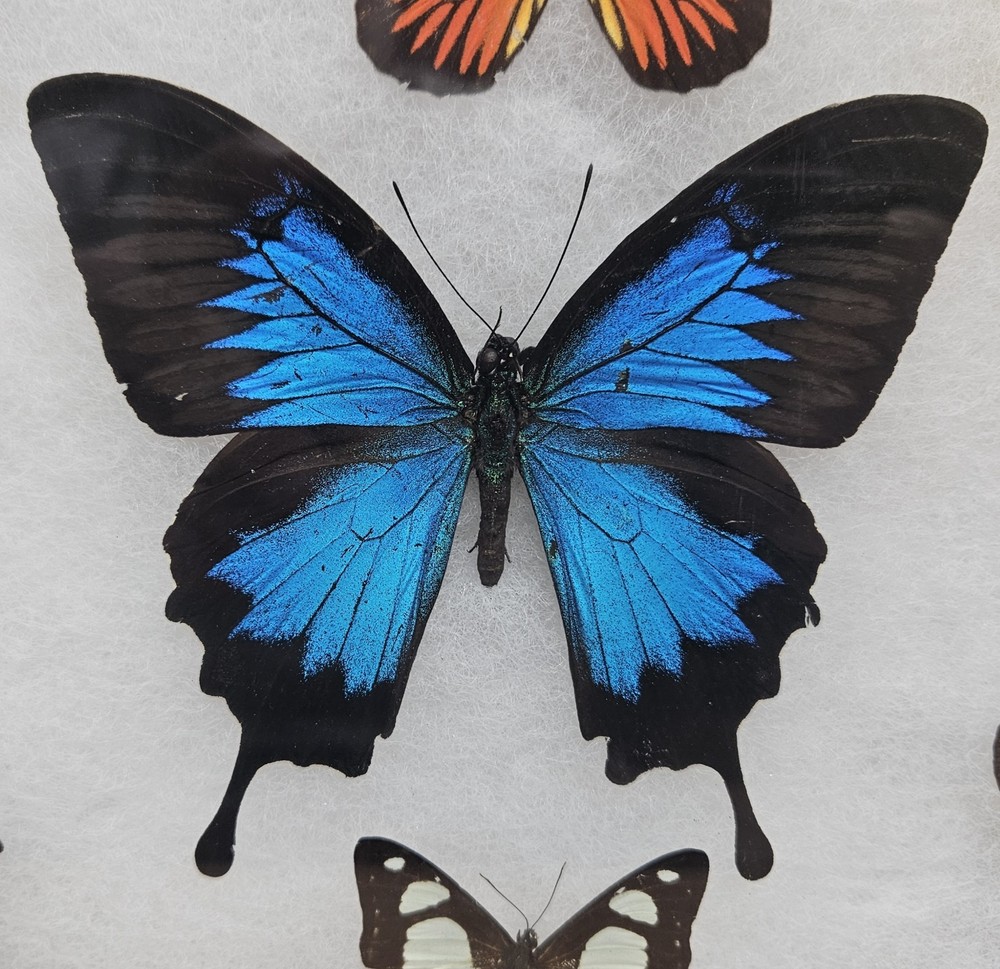 Real framed Butterfly collection #1