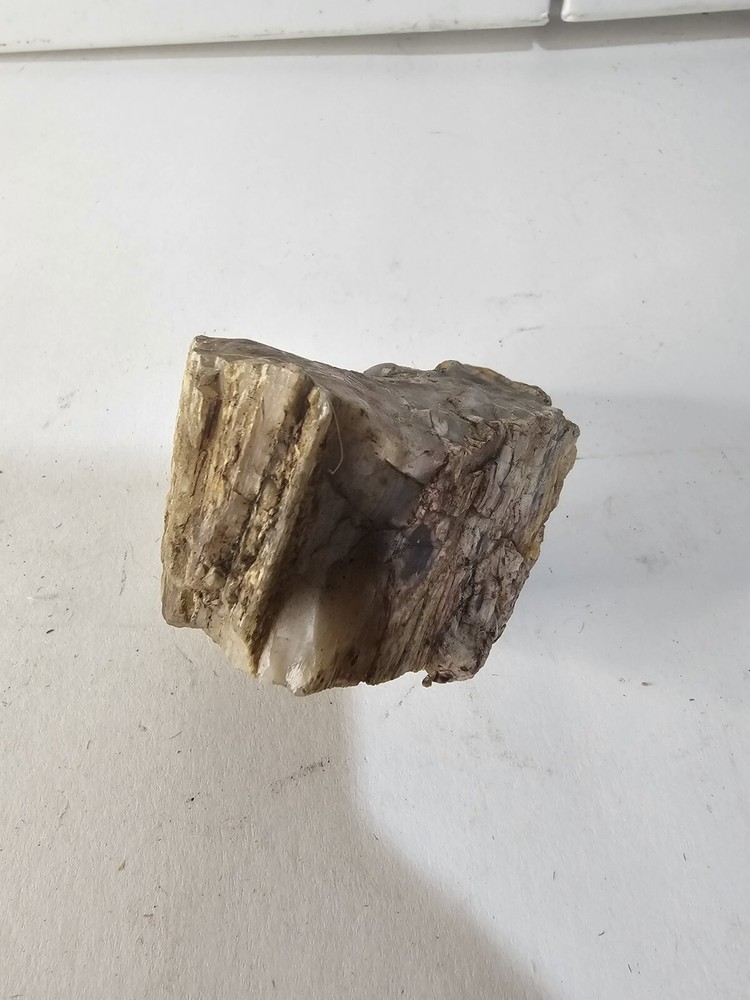 Petrified Opalized Rainbow Wood Rough 7.5 oz