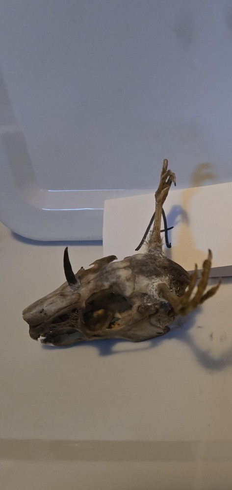 Wendigo Skull A