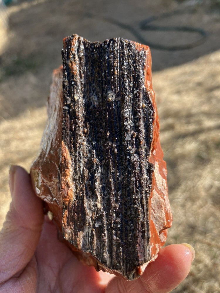Arizona Petrified Wood