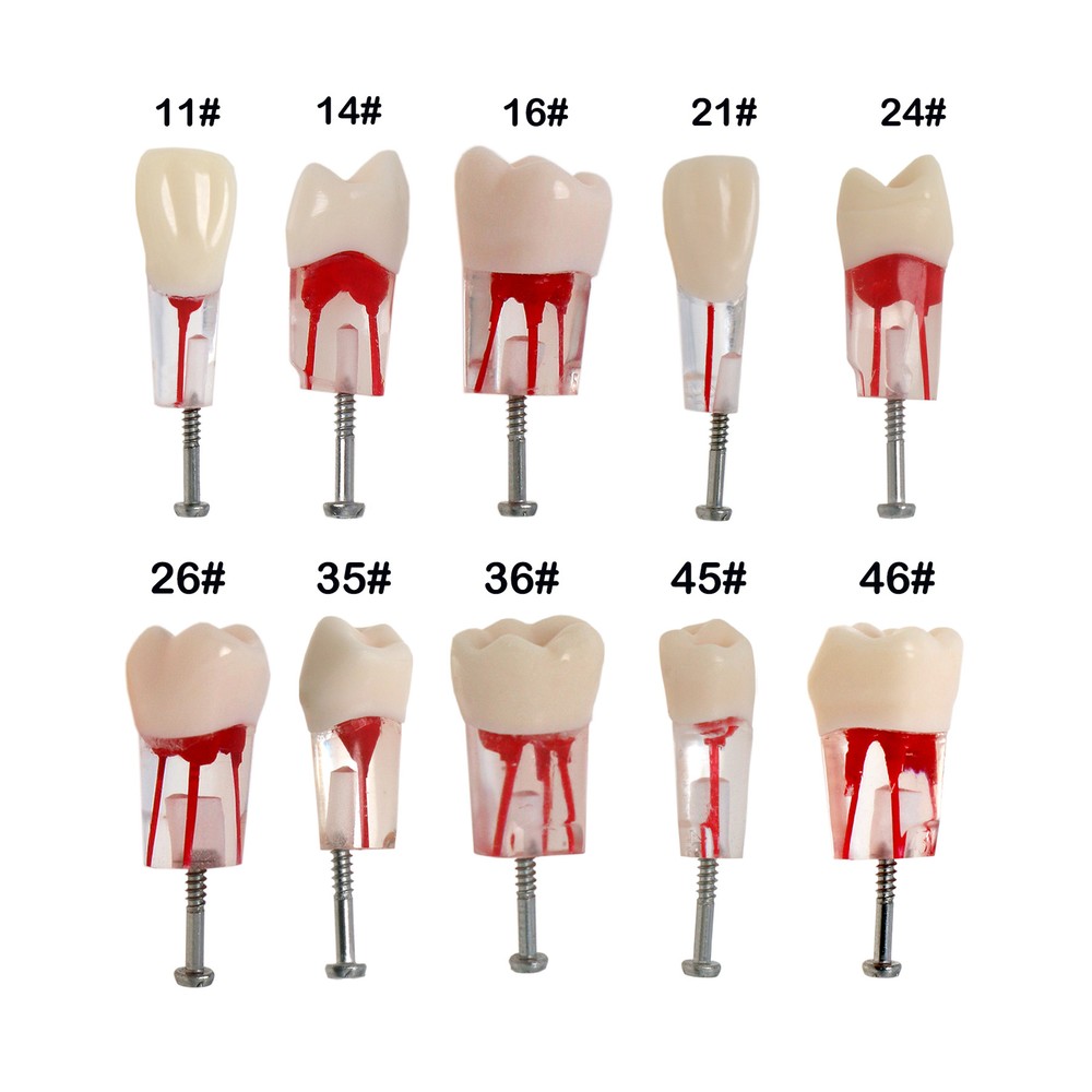10Pcs Dental Root Canal Study Teeth Model for Endodontic Rotary Files Practice