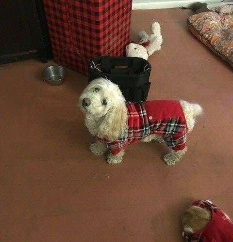PET Pajamas RED/GREY/WHITE PLAID LARGE PRELOVED