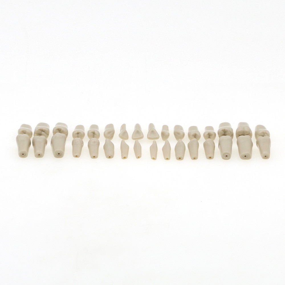 860 Type Dental Tooth Model Columbia Dentoform With 32pcs Replacement Teeth