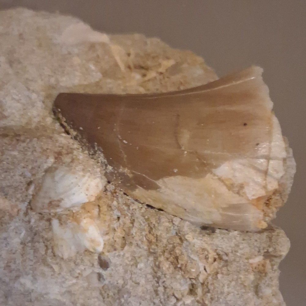 Fossilized Dinosaur Tooth Embedded in Matrix Prehistoric Fossil Specimen
