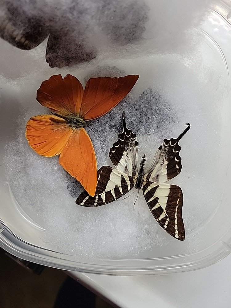 REAL BUTTERFLY COLLECTION MIXED Lot 5