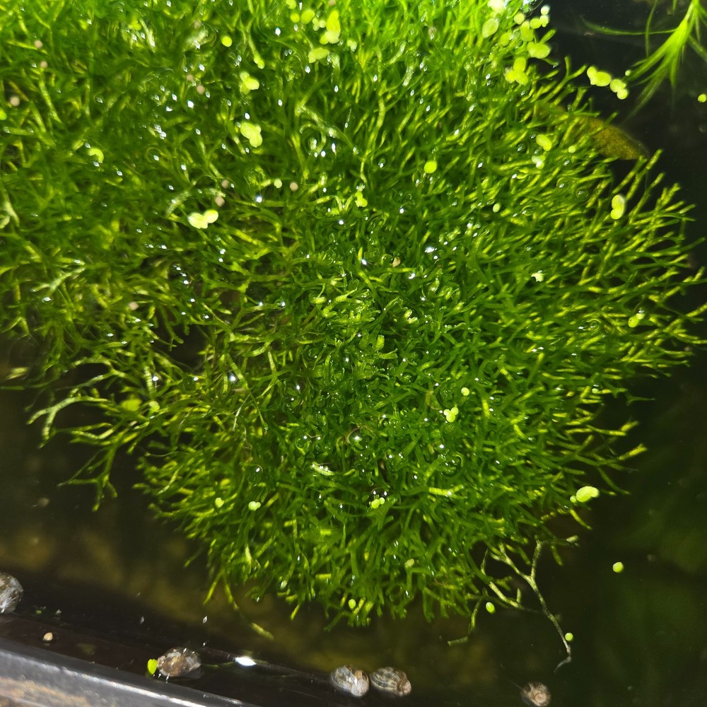 Riccia Fluitans Moss (Crystalwort) (floating)