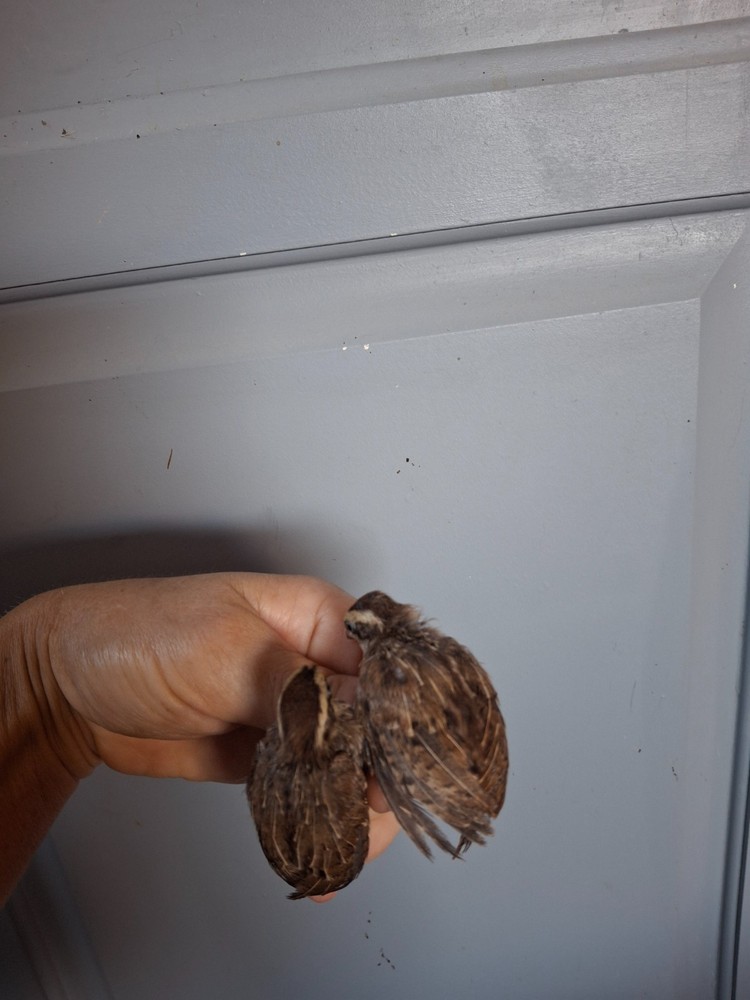 15 Jungle bush quail hatching eggs