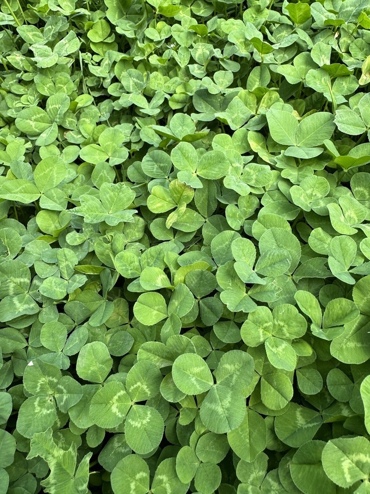 Genuine Real Laminated Four Leaf Clover 🍀