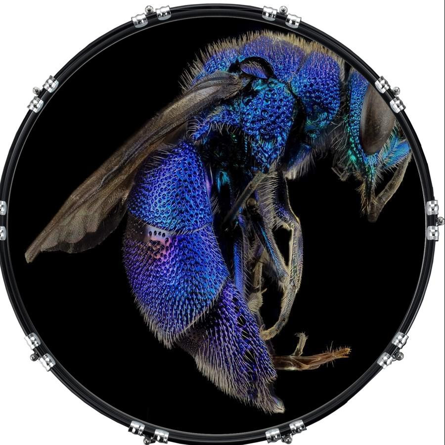 20" Custom Bass Kick Drum Front Head Graphical Cuckoo Wasp