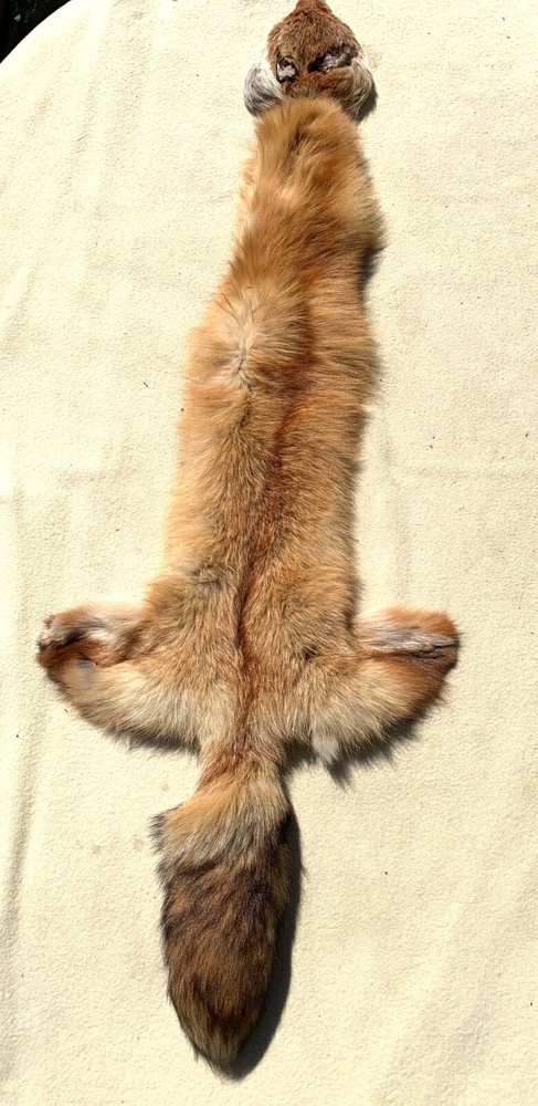 Tanned Cased Red Fox Hide Body and Head