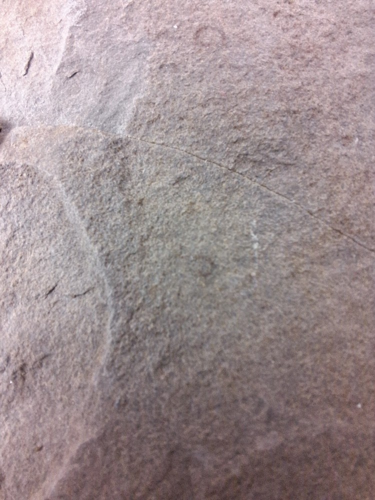 Calamite Stem Lepidodendron Paliozoic Devonian Carboniferous Virginia