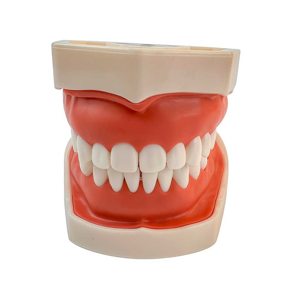 Dental Phantom Head Model Silicone Mask 28Pcs Screw Fixed Teeth Simulation Model