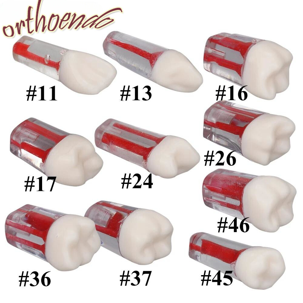 New Dental Endo Root Canal Study Model RCT Practice Block Pulp Cavity 10 Sizes