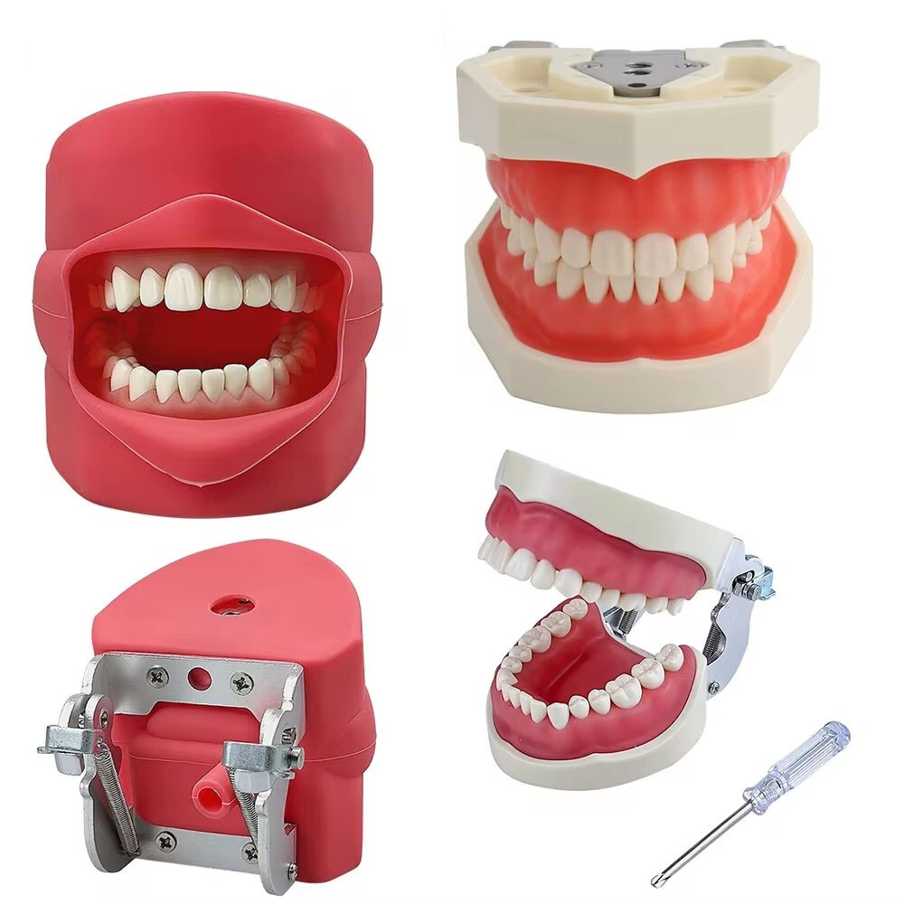 Dental Phantom Head Model Silicone Mask 28Pcs Screw Fixed Teeth Simulation Model