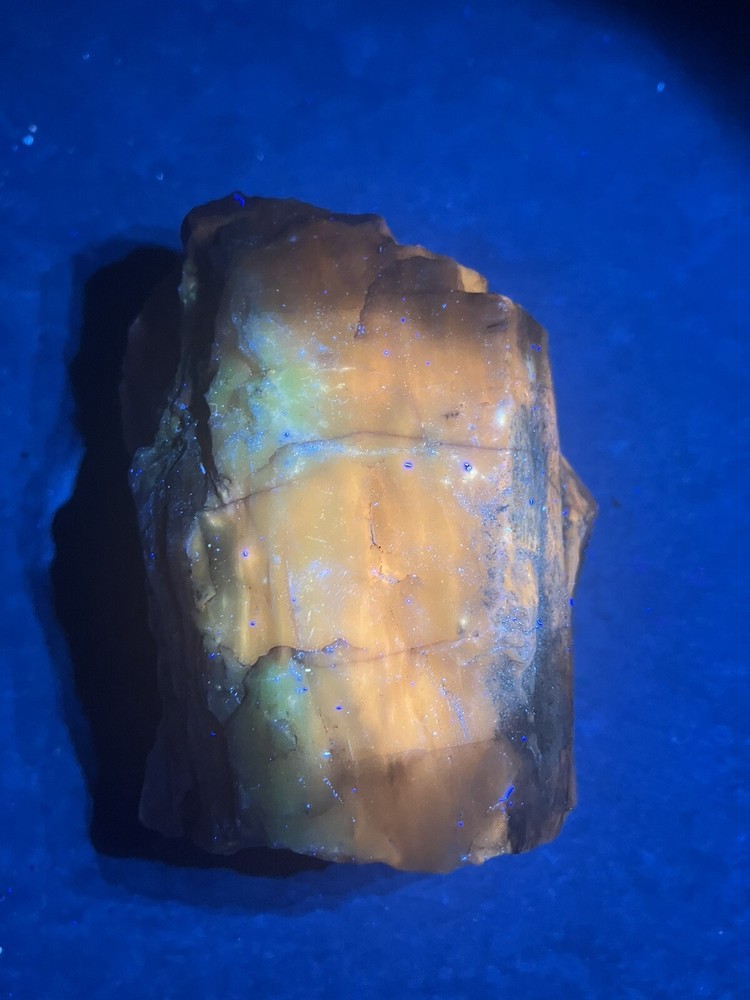 Opalized Petrified Wood