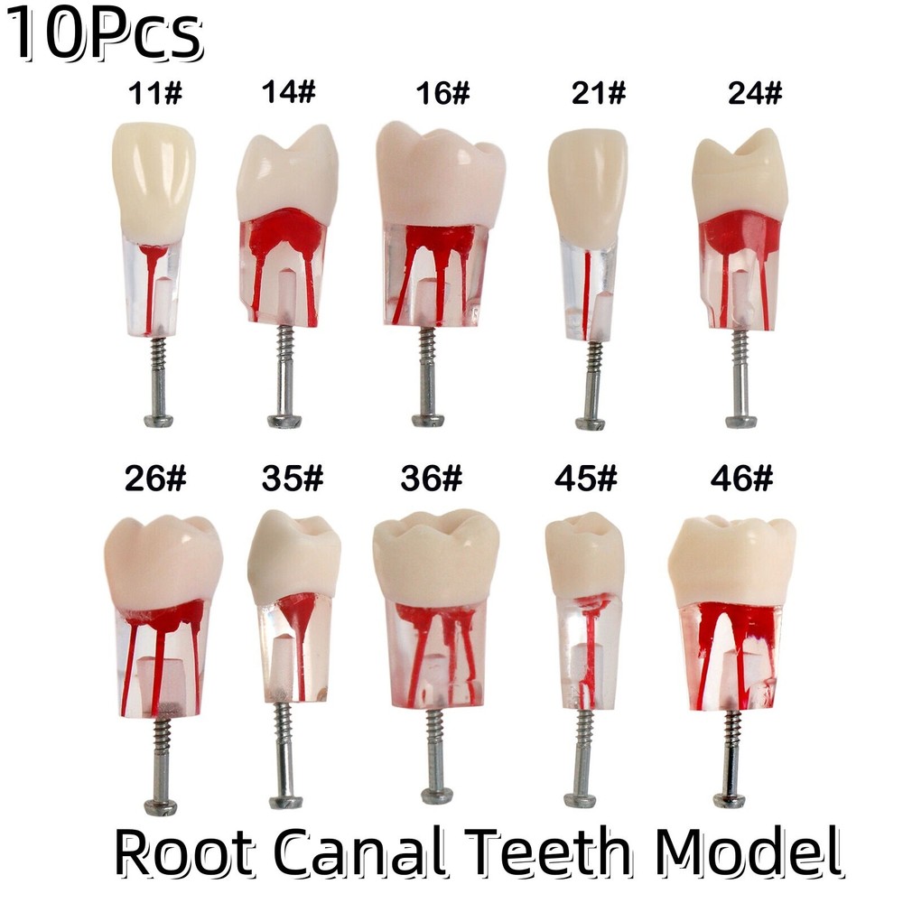 10Pcs Dental Endo Root Canal Teeth Study RCT Practice Model Typodont Model #8006