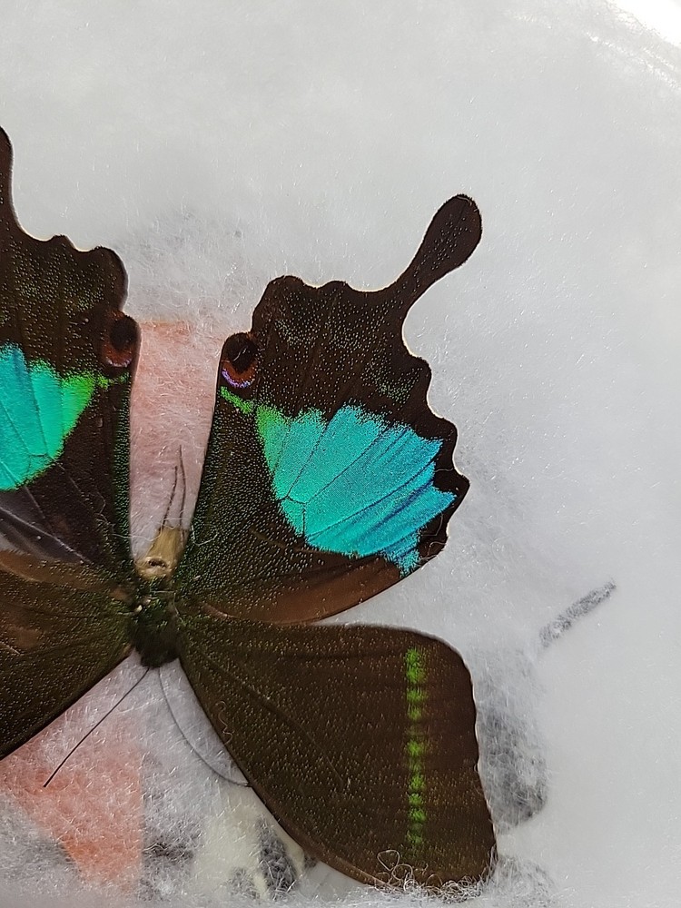 REAL BUTTERFLY COLLECTION MIXED Lot 5