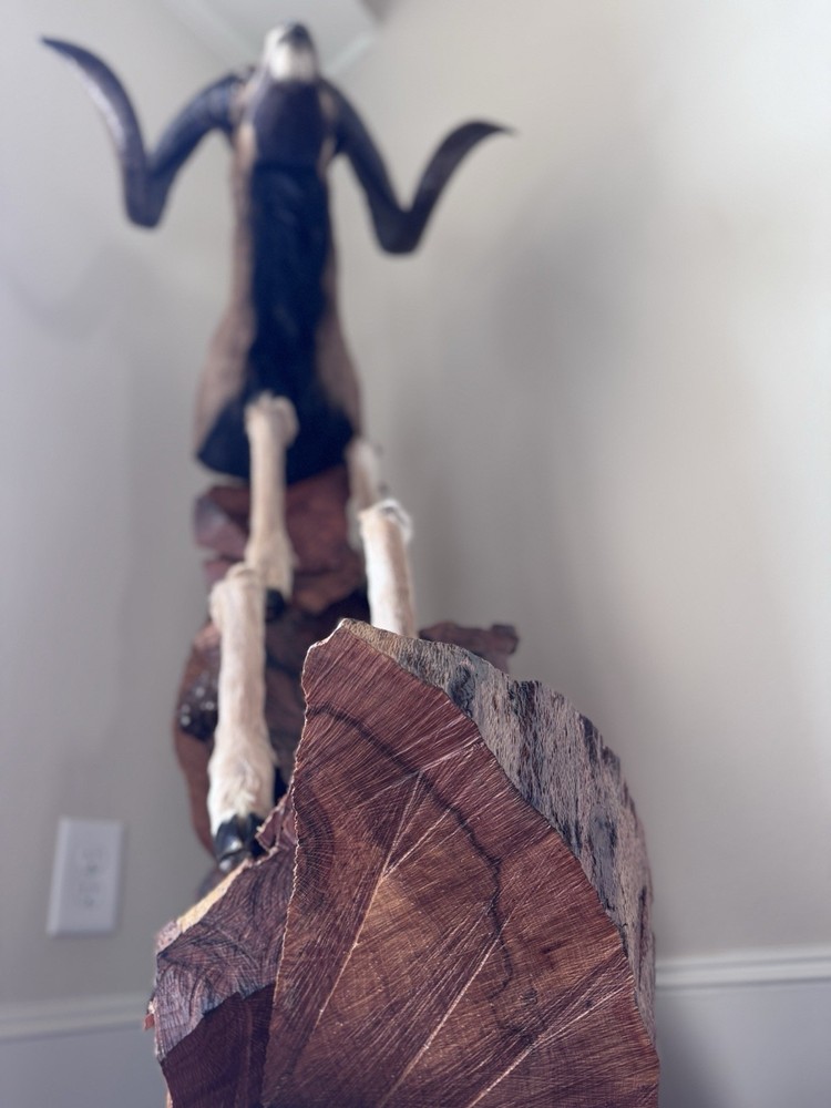 Ram Mount & leg Taxidermy