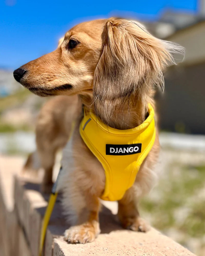 NWT Django Adventure Dog Harness - Dandelion Yellow