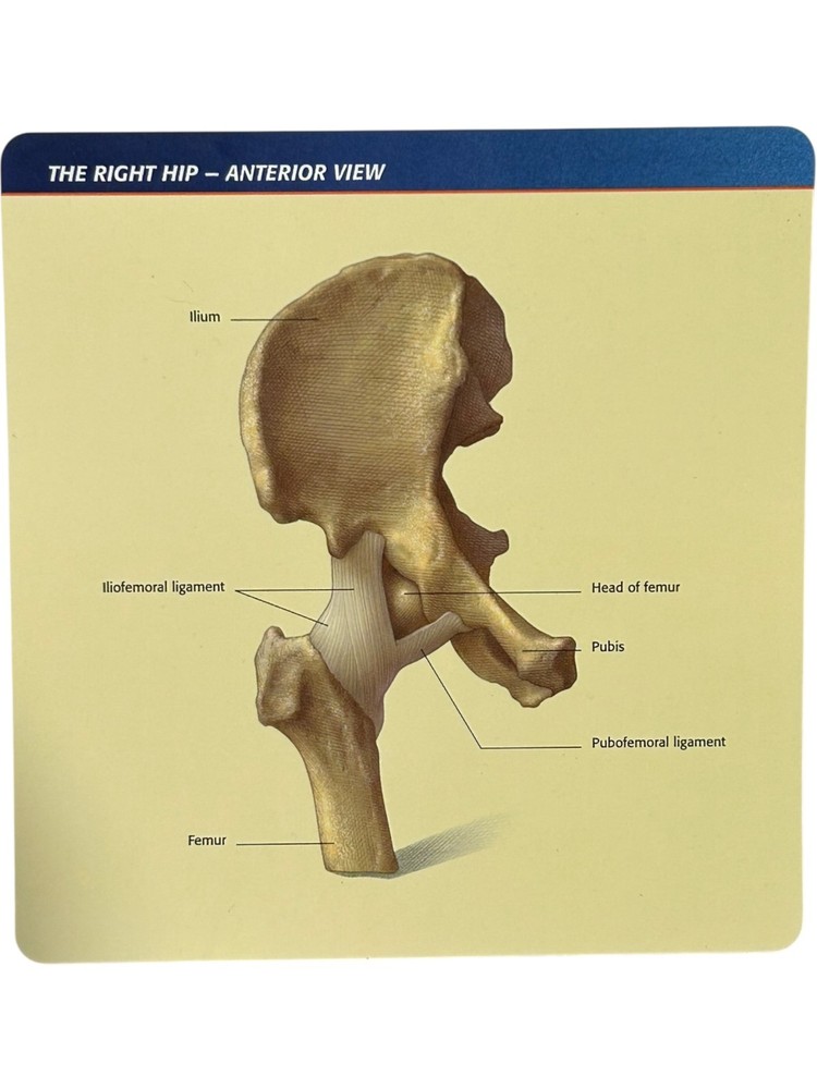 Merck Vioxx Hip Model Anatomic Hip Display Model Original Box