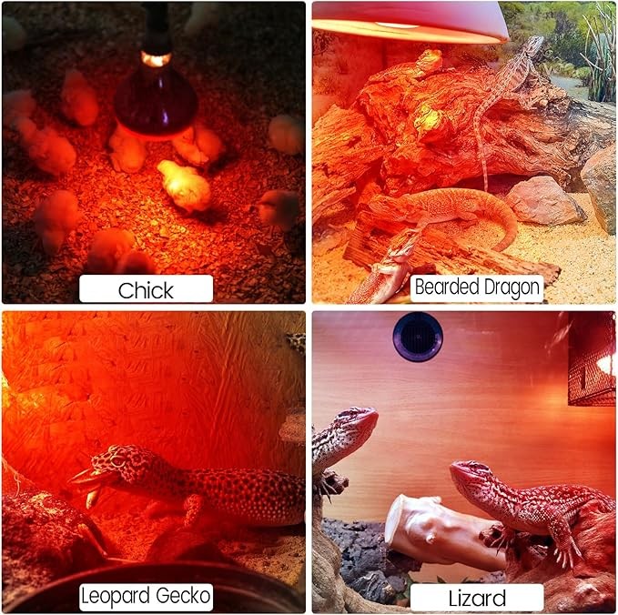 2-Pack Heat Bulb for Chicks, 150 Watt Reptile Heating Lamp for Leopard Gecko E26