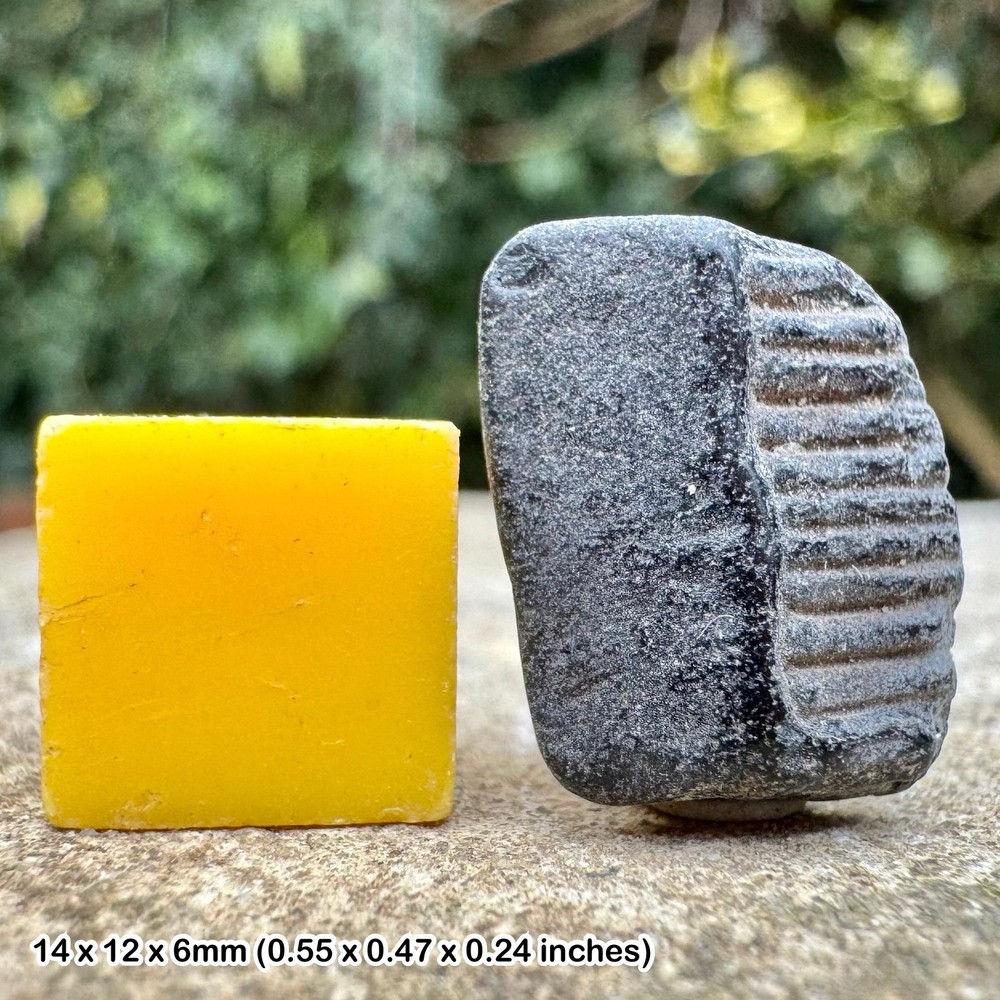 Myliobatis striatus eagle ray tooth plate fossil | eocene barton beds |