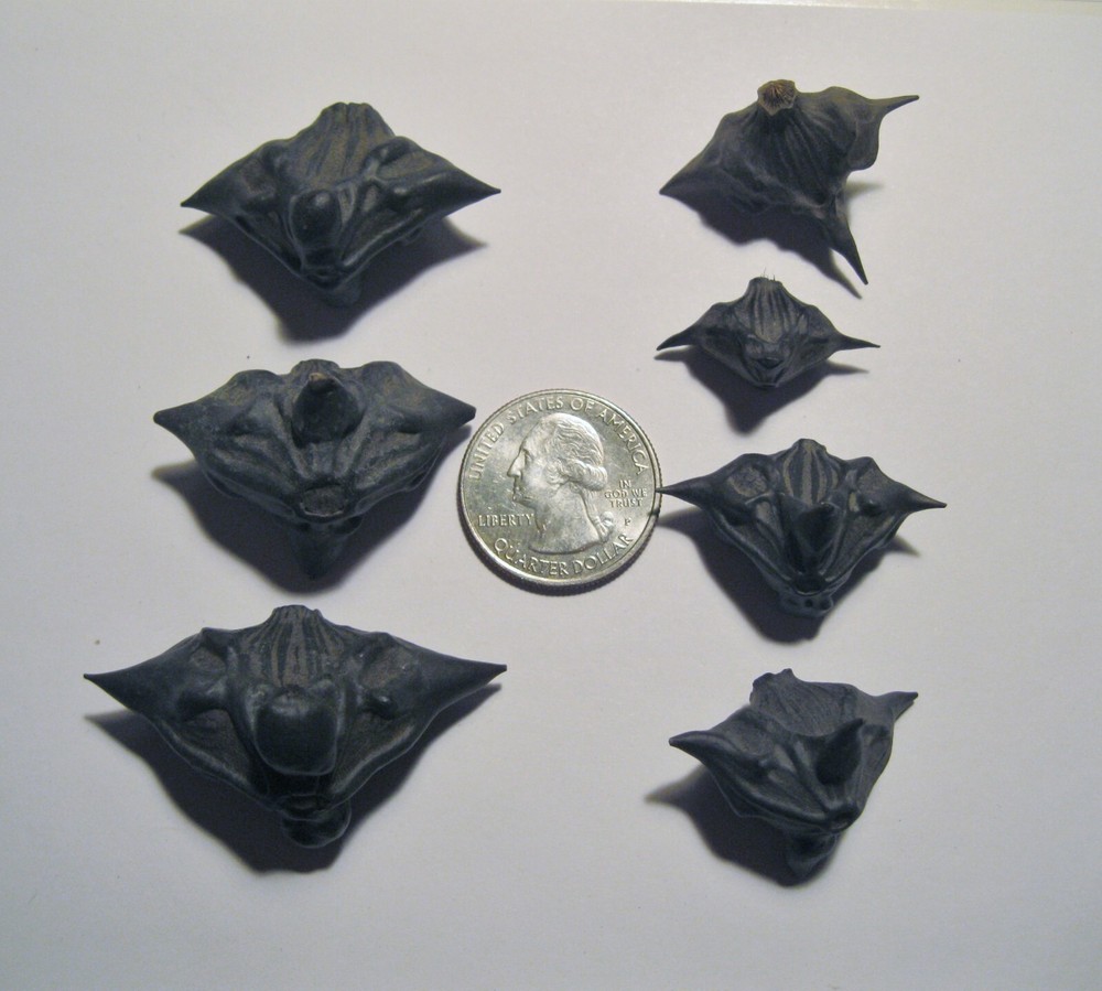 25 Devil Pods Bat Nuts Caltrops Dried Water Chestnuts