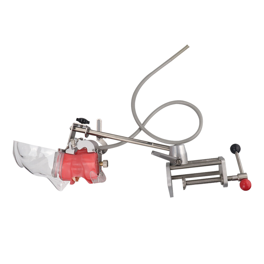 Mannequin Head Teeth Model Desk Fixing Clip Dental Teaching Practicing Head Mold