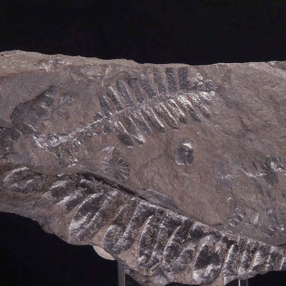 FERN FOSSIL - Carboniferous - Leon - SPAIN 20C1