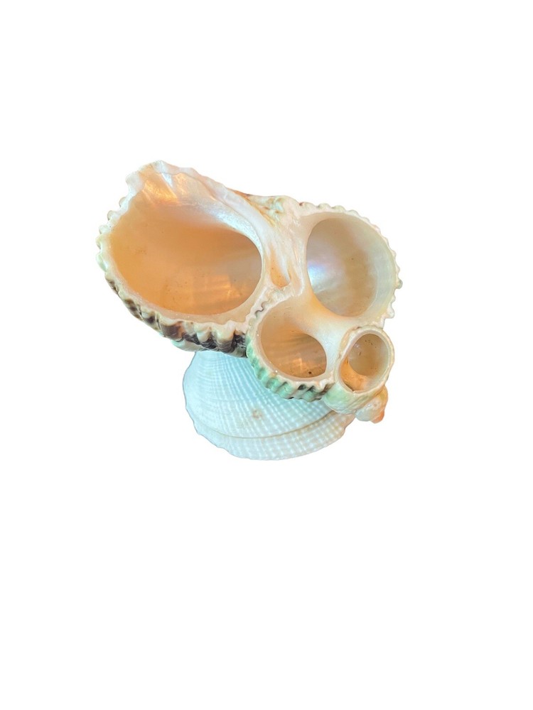 Miniature Seashell Figurine Trinket