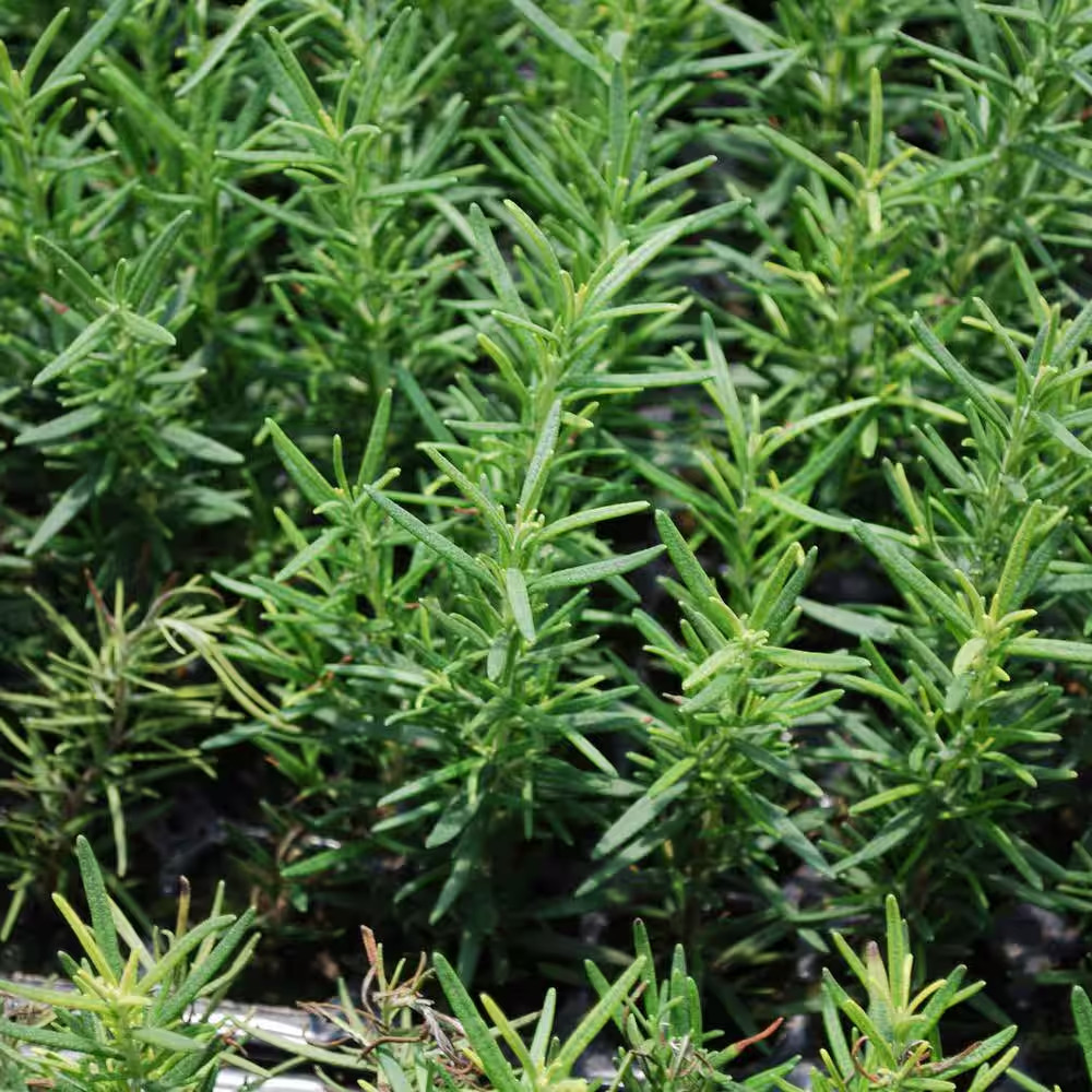 19 Oz. Rosemary Plant, 2-Pack