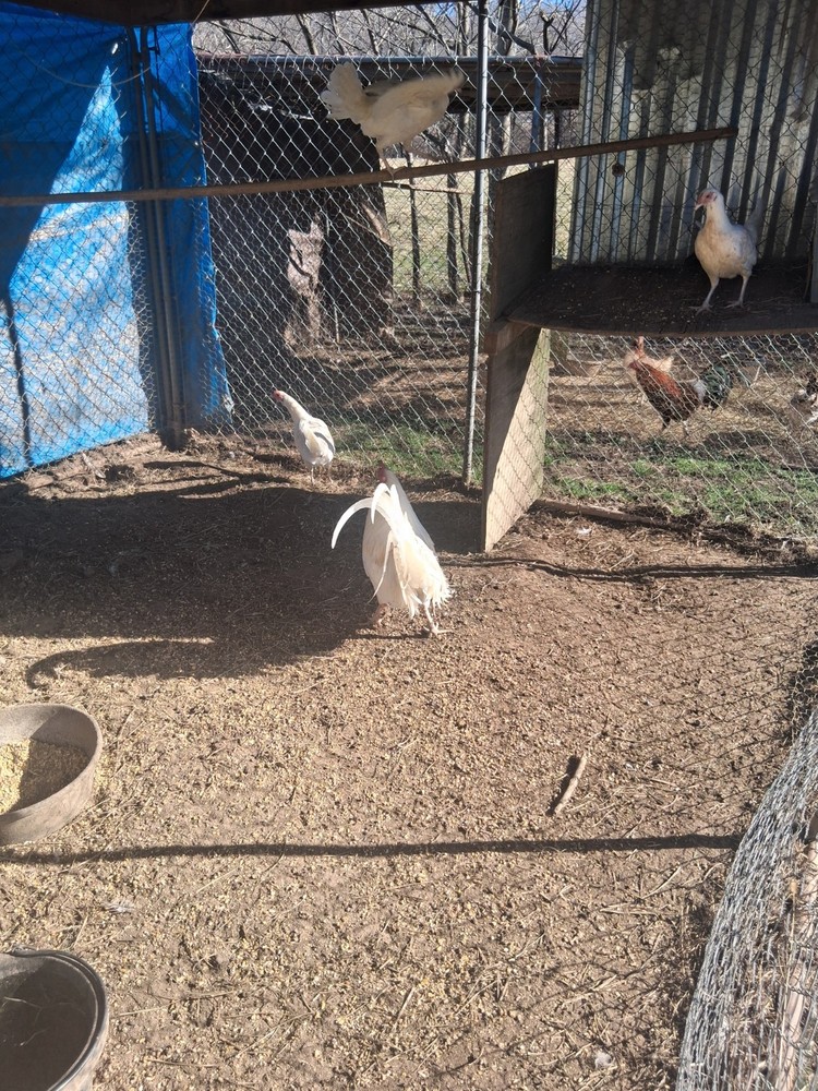 6 White Hatching Eggs