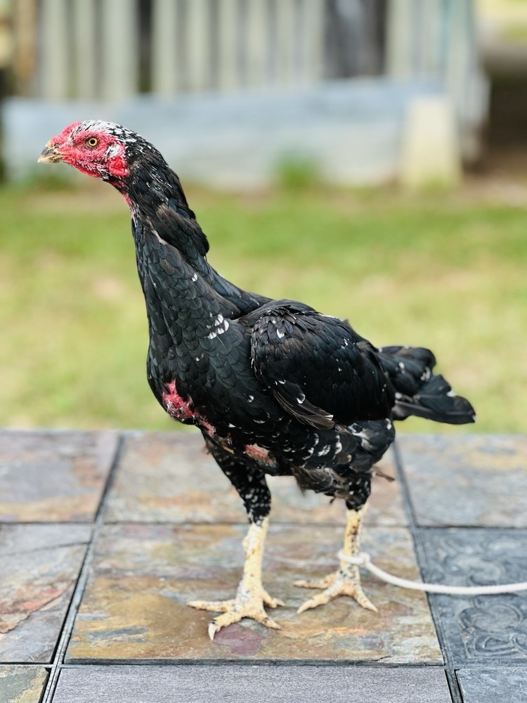 Thai Chicken Hatching eggs