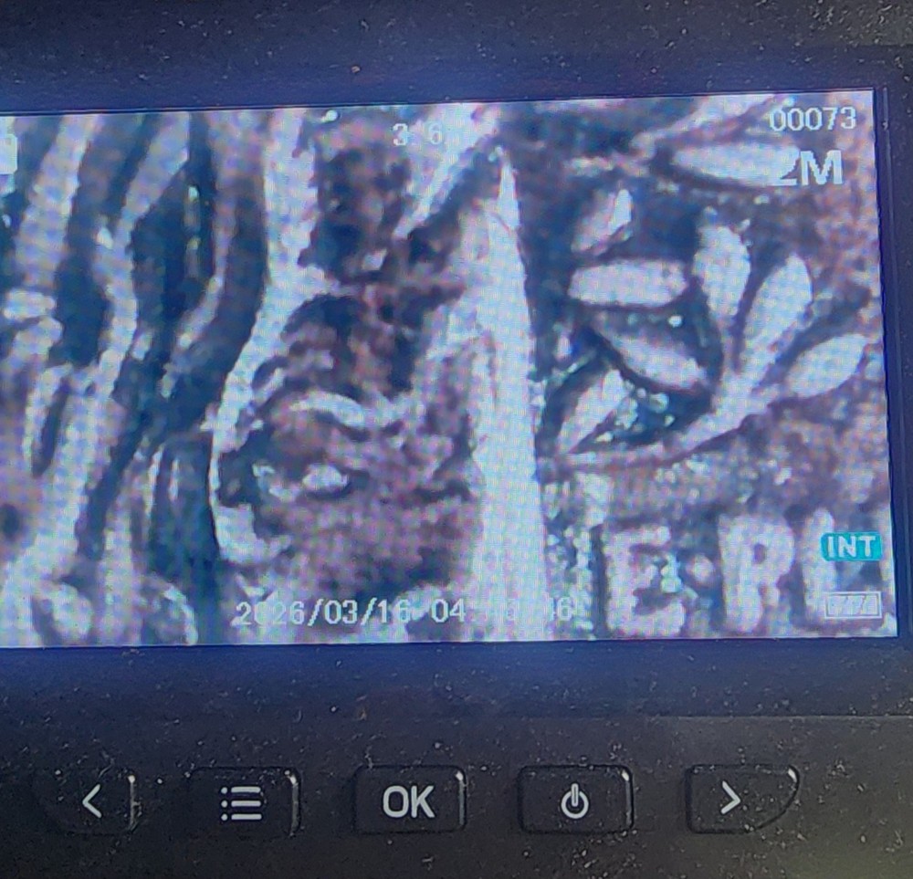 1941 ERROR MERCURY SILVER DIME 10C MULTIPLE DOUBLED STIKES & DOUBLED DIES